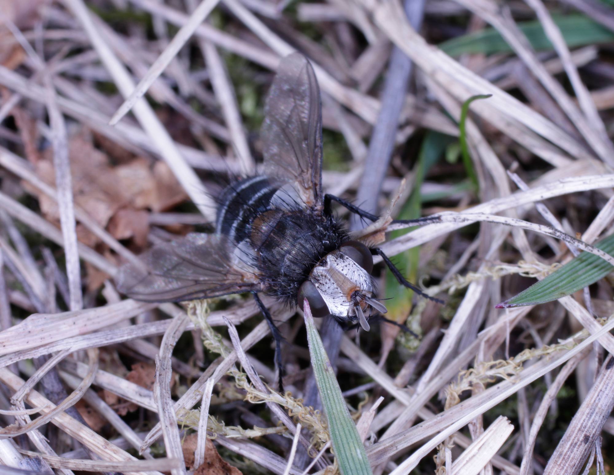 Tachinidae: cfr. Gonia sp.